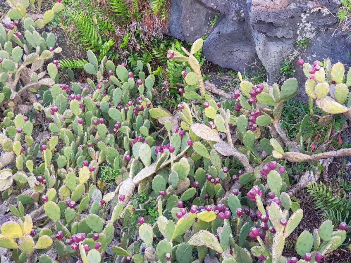 Jeju Again Olle Pension Zewnętrze zdjęcie