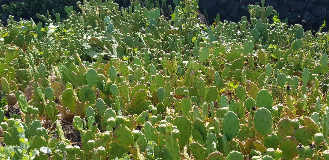 Jeju Again Olle Pension Zewnętrze zdjęcie